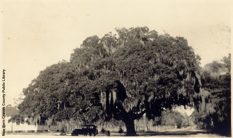 Washington Oak near Wilmington
