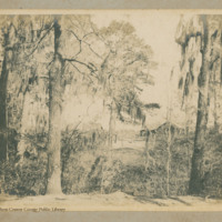 Country scene with cabin in background, trees laden with Spanish moss in foreground