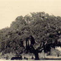 Washington Oak near Wilmington
