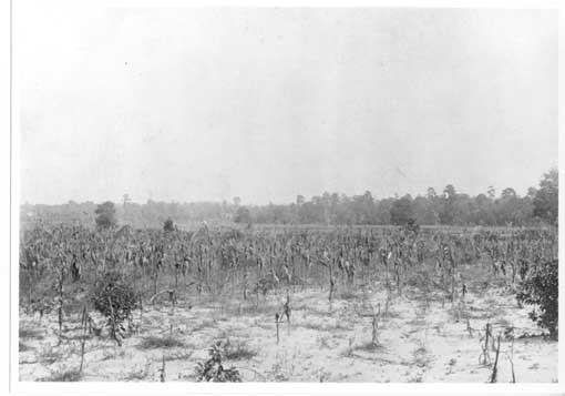 Goldsboro Battlefield--click for more information